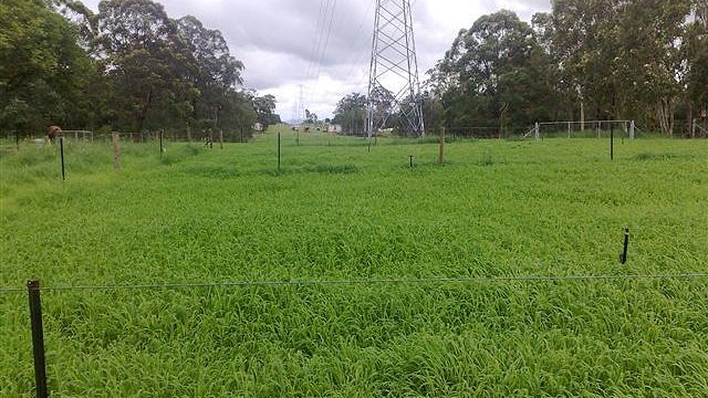 Northern Network Alliance, Sunshine Coast