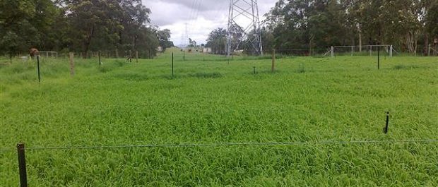 Northern Network Alliance, Sunshine Coast